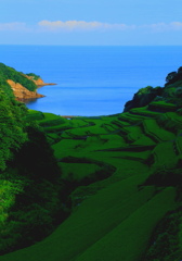 玄海町浜野浦の青田