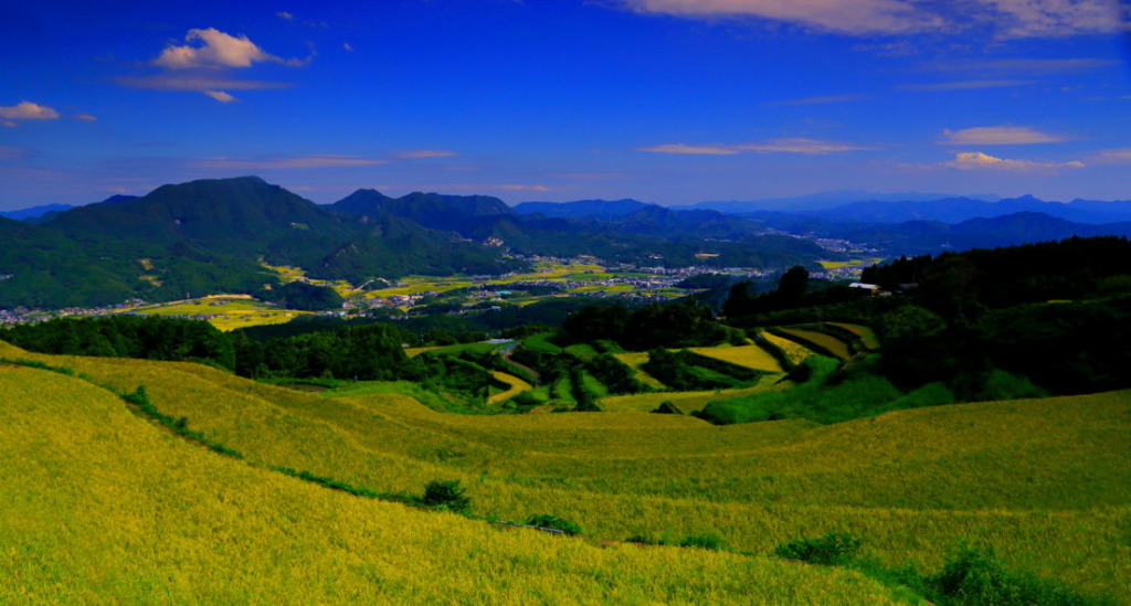9月の岳の棚田