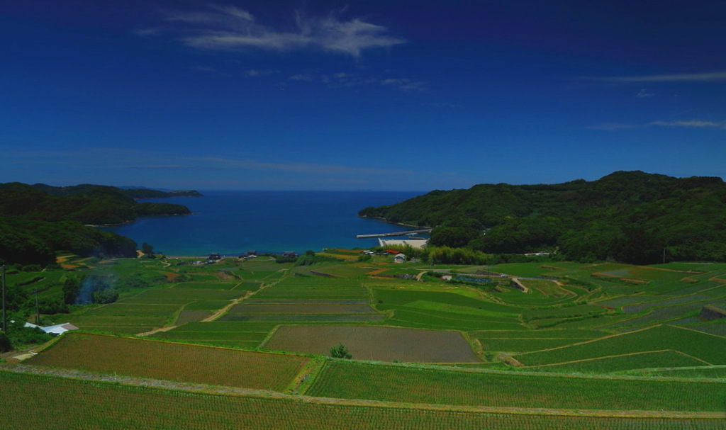 五月の入野の棚田