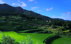 夏の岳の棚田