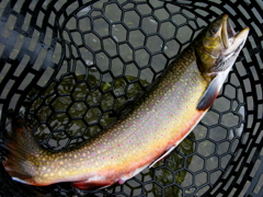 ブルックトラウト2ＦＴ