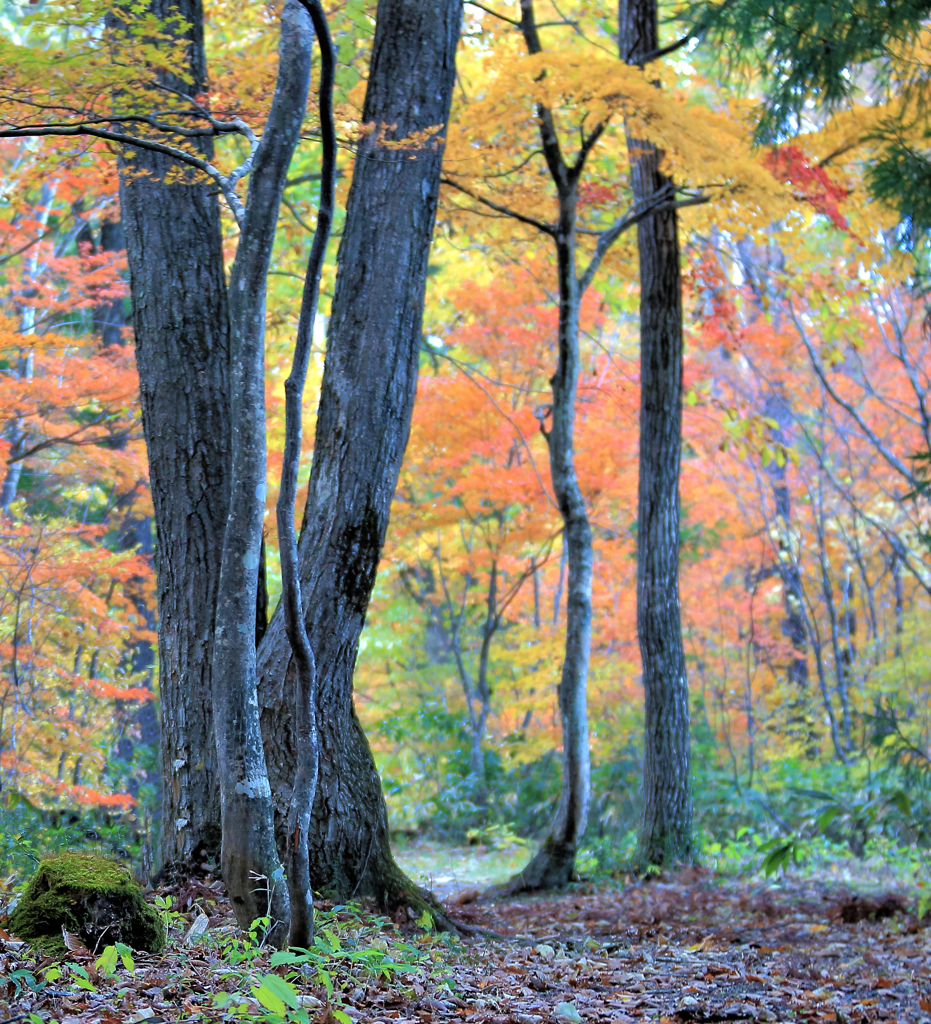 白馬の紅葉路
