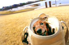 bag?　to your smile　♪