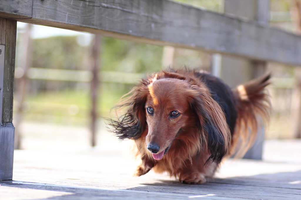 にがてな橋を行く。。。。
