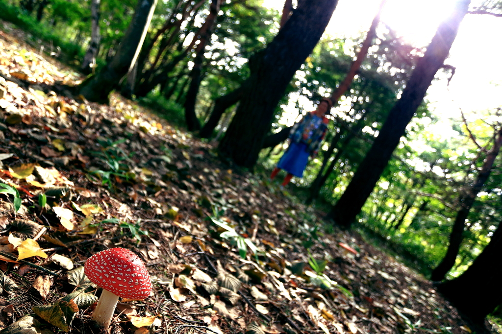 どくきのこ　ＶＳ　毒キノコ