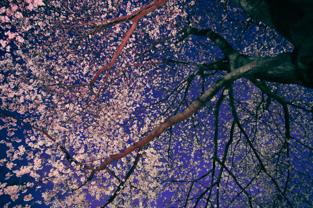 花札調な桜っチョウ