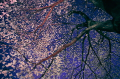 花札調な桜っチョウ