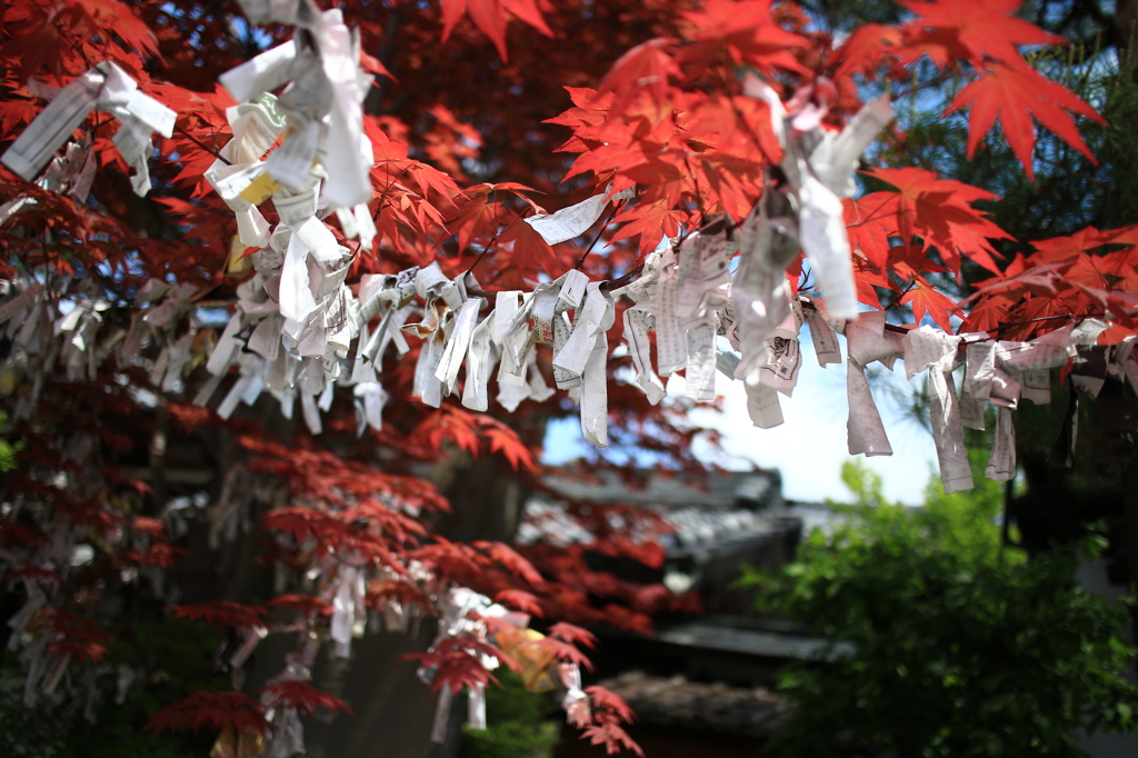 いつも赤いモミジって初めて知りました。