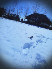 なつっこい鳥と古民家