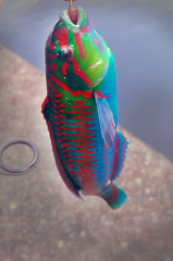 カラフルフィッシュ：伊東湾　ボトムから