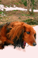 懐かしい．．除雪大食い
