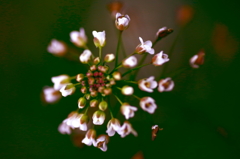 僕の知らない花