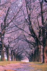 桜の花舞い上がる道をお前と歩いてゆく♬