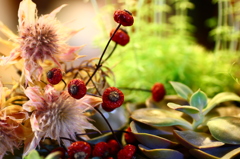 その後の多肉さん方