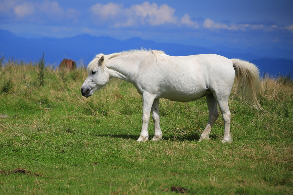 長野の白馬の蓼科