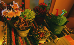 多肉植物はじめました～