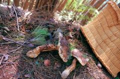 開いても!松茸! 開いても!松茸!