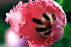 たまにはタムキューマクロレンズ