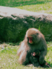 カワイイベイビー．．