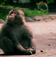 穂高で ぽっか～～～～ん。