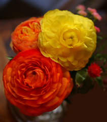 ラララ♪ラナンキュラス