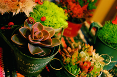 多肉植物はじめました～2