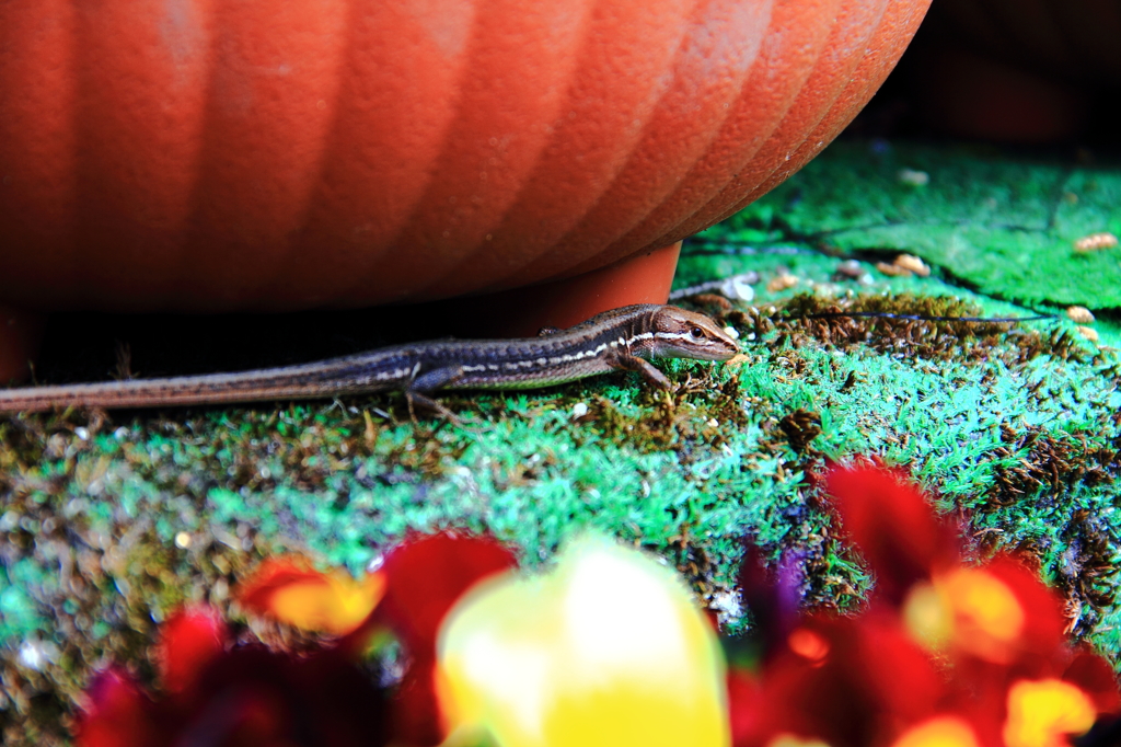 恰好のターゲット