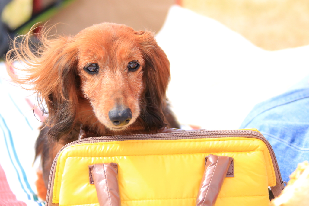 イエローフードBAG