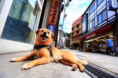 野沢温泉　看板犬サム