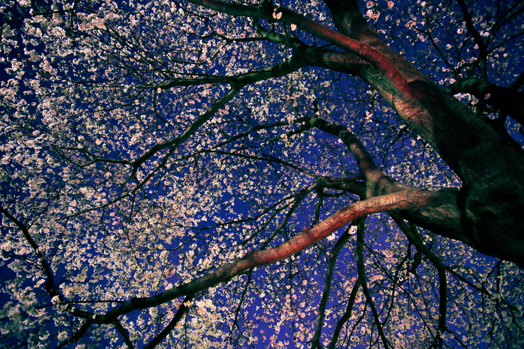 埼玉で一番の！！家に近い桜