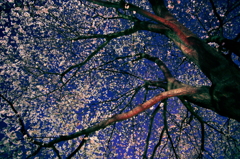 埼玉で一番の！！家に近い桜