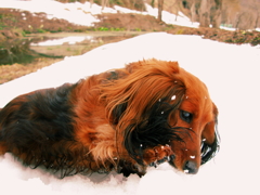 魚沼の雪はいつも美味しい..らしい