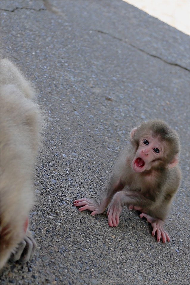 カッ！カメラ！！