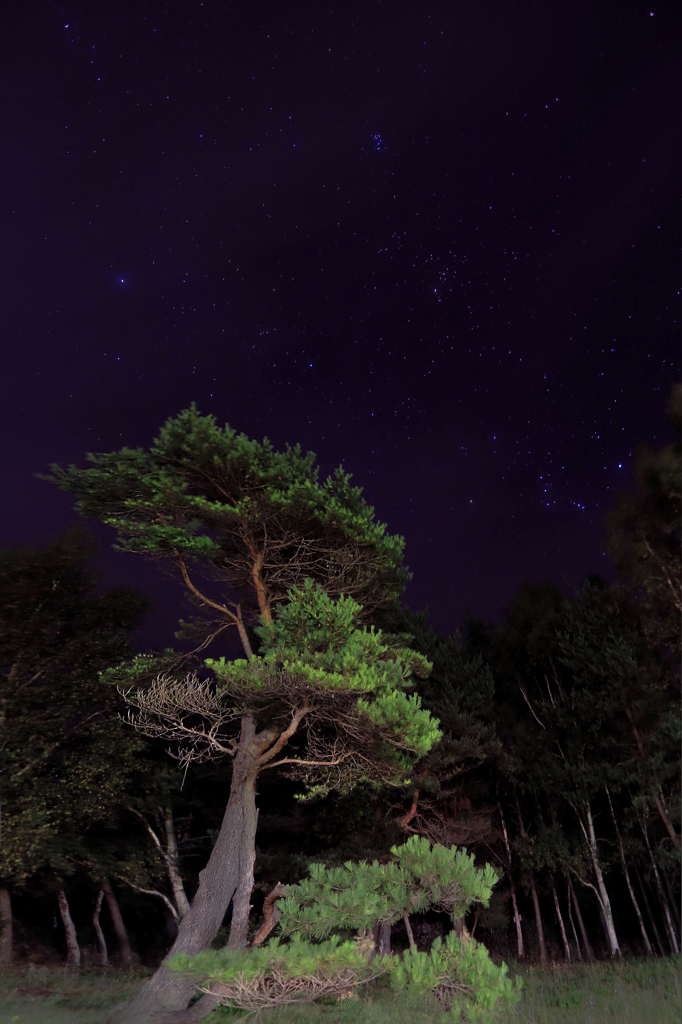 歩く松の木と一瞬の星群