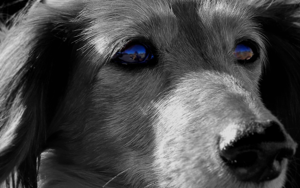 Blue eye