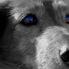 Blue eye