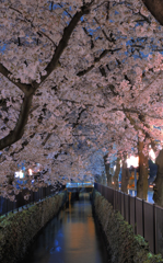 花　水路　夜　ちょうちん 