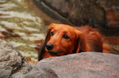 ワン温泉って＾＾ありがとう！！