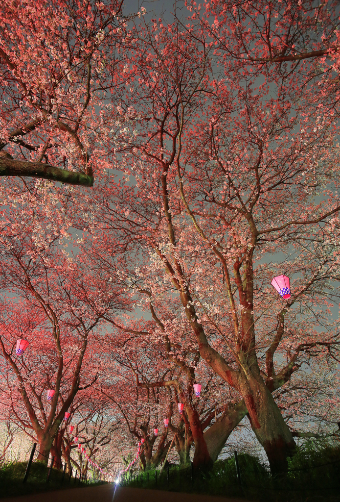 権現堂のＡＭ：４：１９