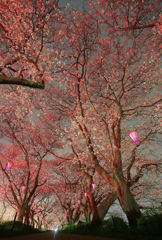 権現堂のＡＭ：４：１９