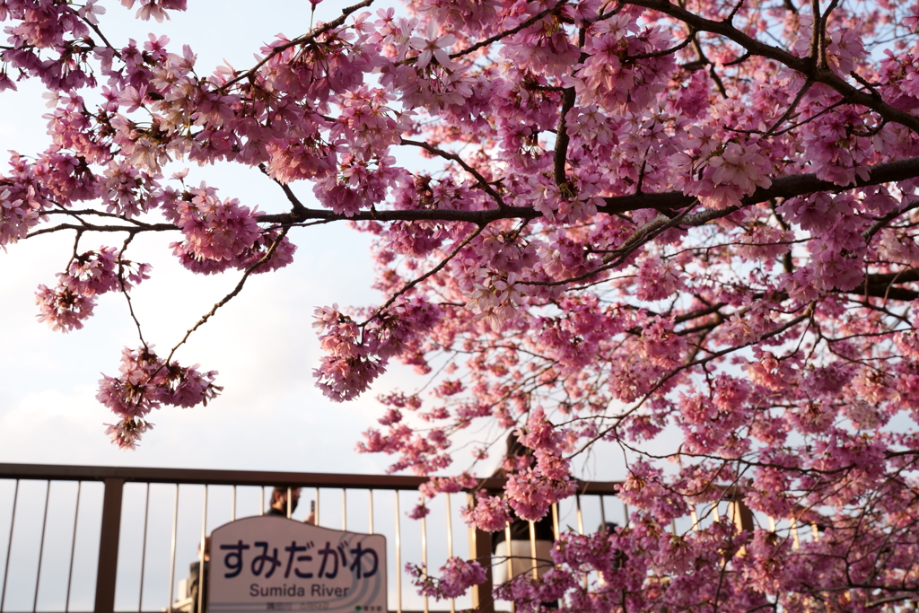 ピンクに誘われて