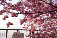 ピンクに誘われて