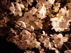 桜　Ⅱ
