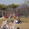 田浦梅林にて 1