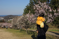 田浦梅林にて 3