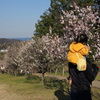 田浦梅林にて 3