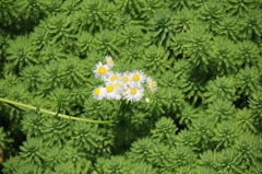 水辺の野菊