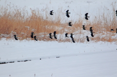 鳥の群れ