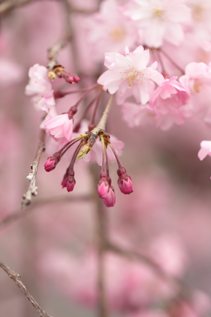 桜の蕾