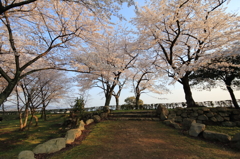 桜への貸切道